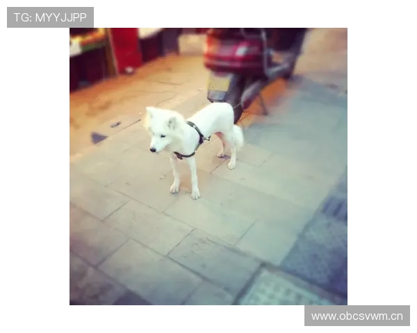 常园家的狗都比你我吃得讲究